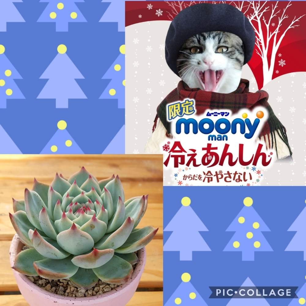テラスの画像 by えみりんさん | テラスと桃太郎と多肉植物とネコのいる暮らしとネコ好きと自己満足と癒しとGS映えとエケベリア属と多肉女子とタニラーと可愛いとムーニーマン