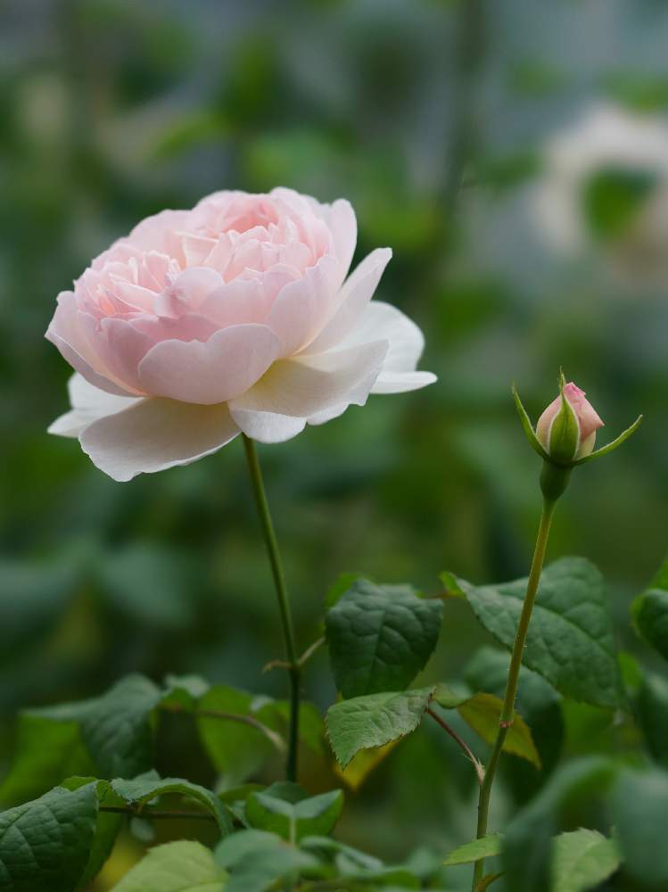 小さな庭の画像 by あおねこさん | 小さな庭とバラとバラ シャリファ・アスマと薔薇愛同盟と『単焦点レンズ』フォトコン
