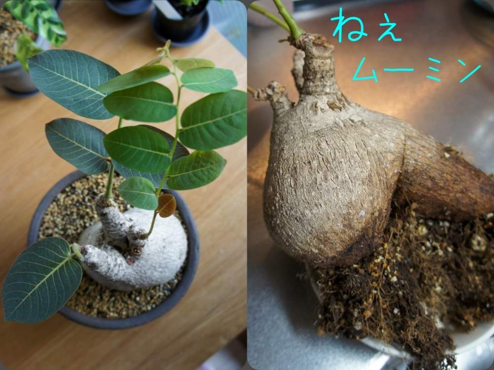窓辺の画像 by woodAppleさん | 窓辺と塊根植物とムーミンとCaudexとフィランサス ミラビリス