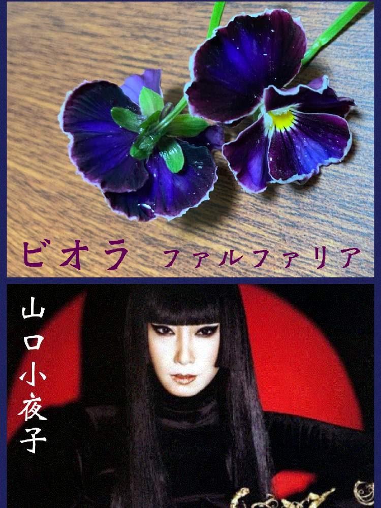 小さな庭の画像 by 干し芋母ちゃんさん | 小さな庭とビオラ ファルファリアとpicカラー&トーン無加工と干し芋の庭12月と時が止まる美しさ