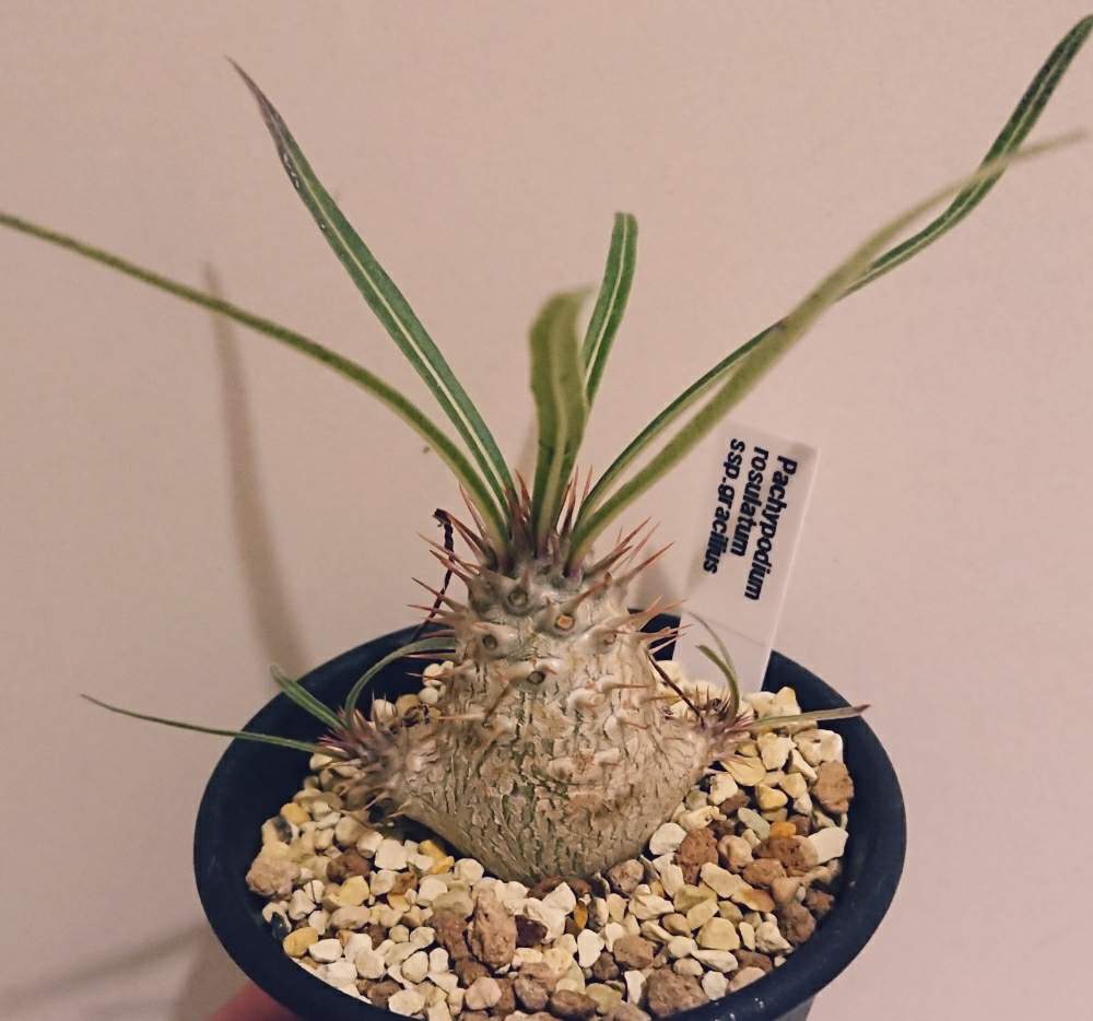 バルコニー/ベランダの画像 by さゆりんさん | バルコニー/ベランダとパキポディウム・グラキリスとPachypodium rosulatum var.graciliusと植物のある暮らしとボタニカルライフとさゆりん塊根と多肉のある暮らしと植中毒とタニラーとボーダーブレイクとさゆりん多肉狩りとガーデニング