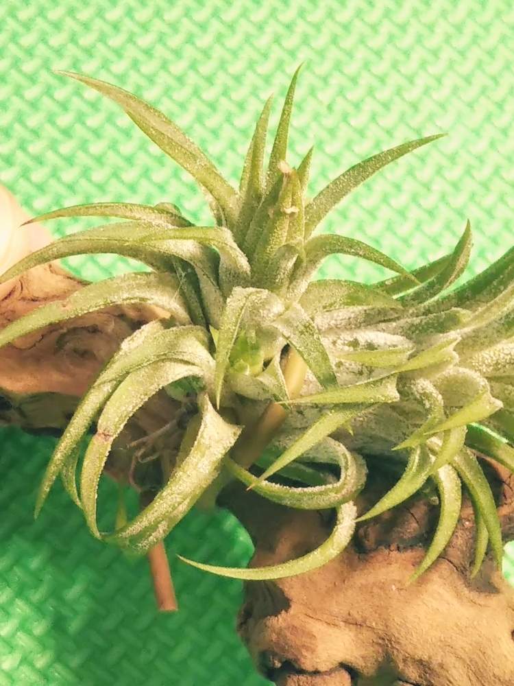 部屋の画像 by KELO-GUさん | 部屋と着生植物とみどりのある暮らしと観葉植物と植物のある暮らしとT.イオナンタ メキシコとGS映えとひやみかち首里城!と植中毒と珍奇植物と植物に男前なんてないとエアープランツ/チランジア
