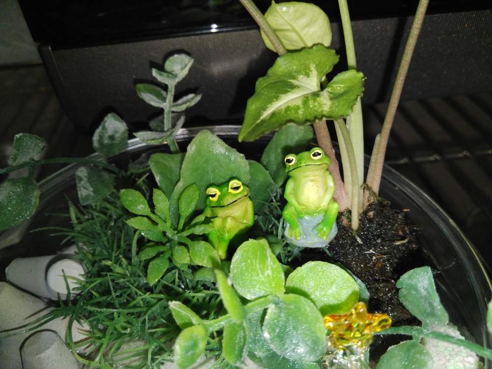 部屋の画像 by MANDARA△IDさん | 部屋とシンゴニウムとジュケくんとケナちゃんと*Terrarium**テラリウム**と『単焦点レンズ』フォトコンと*Foliage plant**観葉植物**とルーチェHSSCollect✨とルーチェ島GMTworld