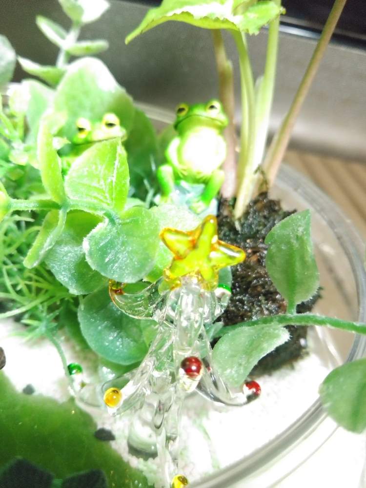 部屋の画像 by MANDARA△IDさん | 部屋とクリスタルクリスマスツリーと*Terrarium**テラリウム**と『単焦点レンズ』フォトコンと*Foliage plant**観葉植物**とルーチェHSSCollect✨とルーチェ島GMTworld