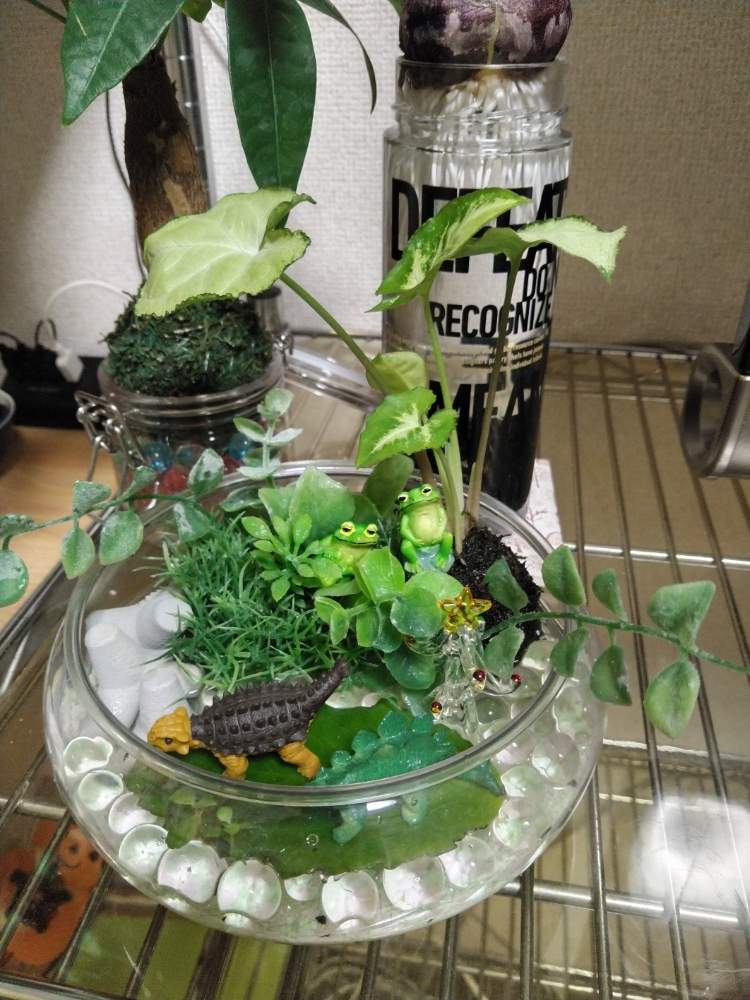 部屋の画像 by MANDARA△IDさん | 部屋とマザーリーフと*Succulent plant**多肉植物**と*Terrarium**テラリウム**と*Foliage plant**観葉植物**とルーチェHSSCollect✨とフラワーショップいちだとNATURAL KITCHEN &とルーチェ島GMTworldとMINI MOSS BALL