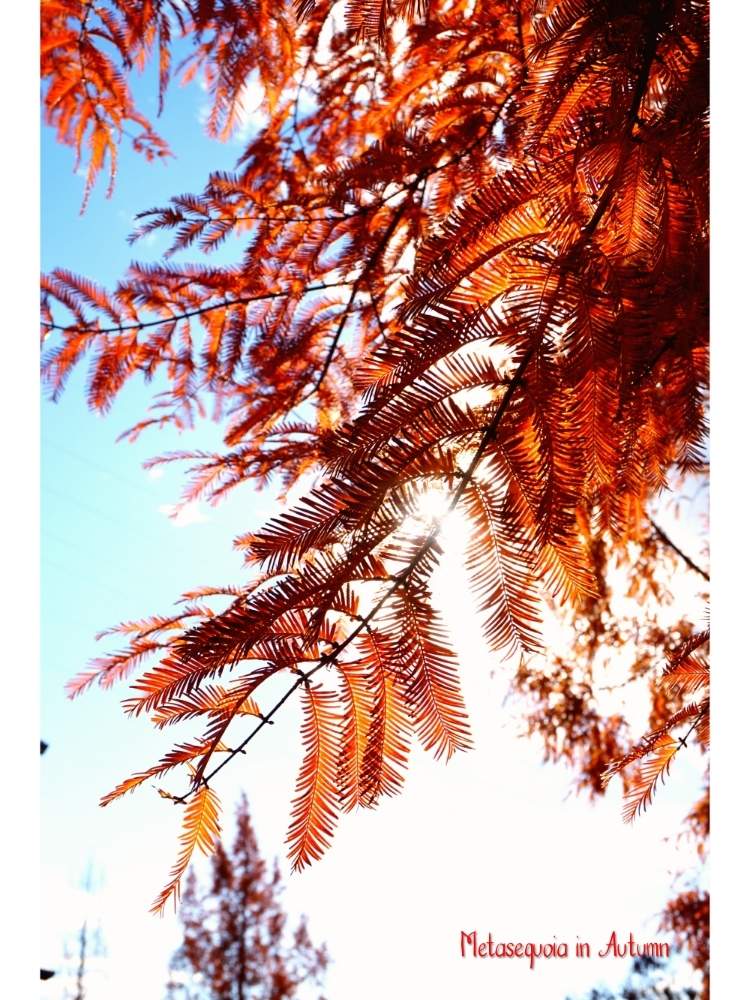 お出かけ先の画像 by toshi722さん | お出かけ先とメタセコイアと古代木と関市と岐阜県と紅葉(こうよう)と晩秋