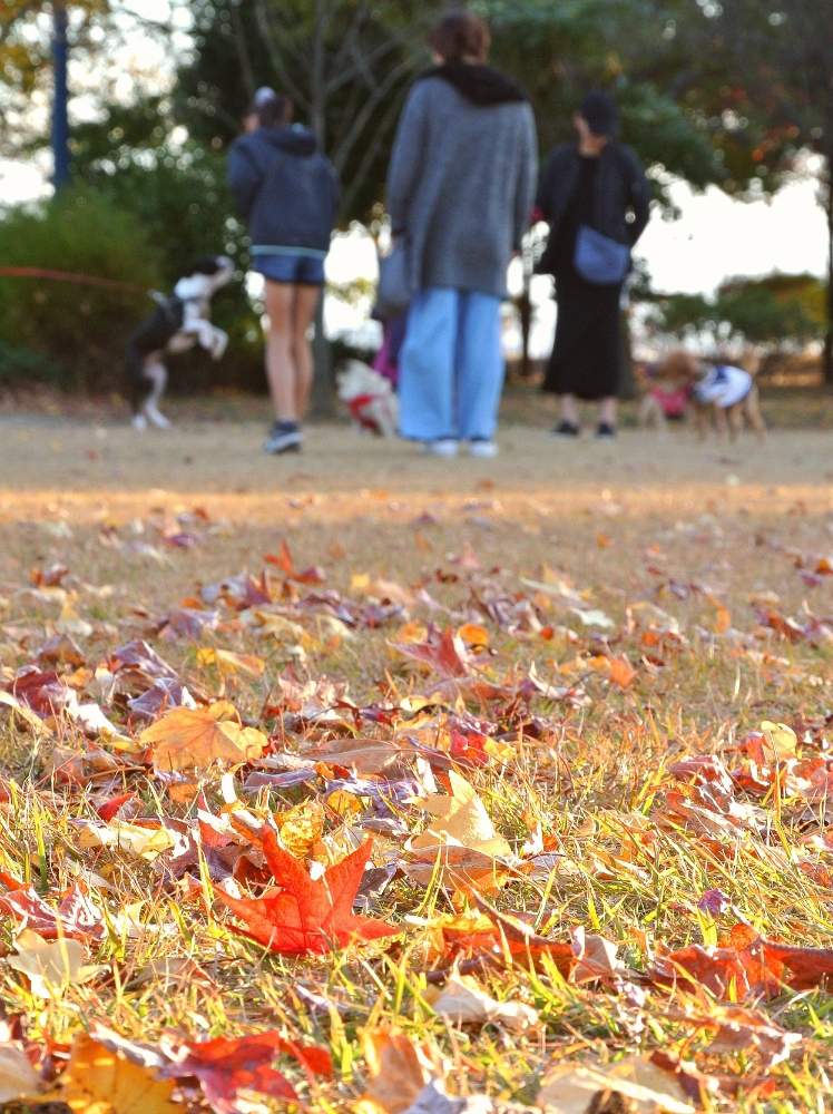 の画像 by あおぞらさん | 公園と紅葉(こうよう)とはっぱ