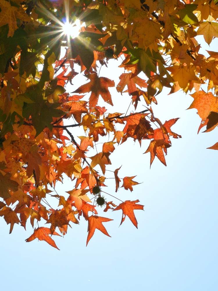 の画像 by あおぞらさん | モミジバフウと公園と紅葉(こうよう)とはっぱ