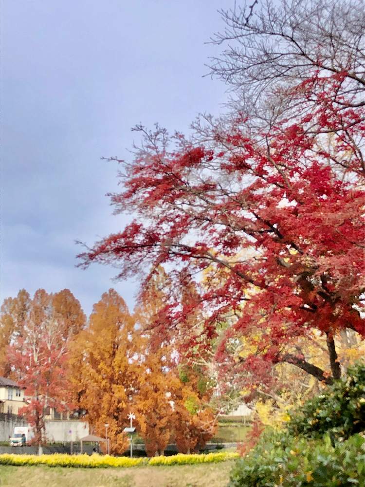 の画像 by 森のくまさんさん | シャリンバイとイチョウとメタセコイアとマサキとちしおもみじとカワズ桜とキュンキュン乙女倶楽部とお気に入り♡と田舎大好きと自然大好きと生き物大好きと散歩道とGreenSnapmarcheと爽やかな一日と花のある暮らしと皆さまの安全願いますとお出かけ先にて