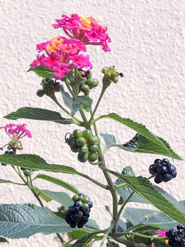 の画像 by pomemamaさん | ランタナ七変化と皆様にありがとう♡と♡優しさに感謝♡と❁。.:*・゚(∩´︶`∩)゚・*:.。❁とダイスキ♡( 〃 ❛ᴗ❛ 〃 )♡と♡ 綺麗 ♡と✩*॰¨̮Xmas✩*。と✧︎iPhone8撮影✧︎とだ〜い好き⁂と諒音!頑張って!!と♡私の癒しと花のある暮らしと✩.*˚願い☆。.:*・゜と❤️ 感謝 ❤️と☀️☁️☀️☁️☀️とお願いします(>人<;)と:;((•﹏•๑)));:☃❄冬と♡美しい♡
