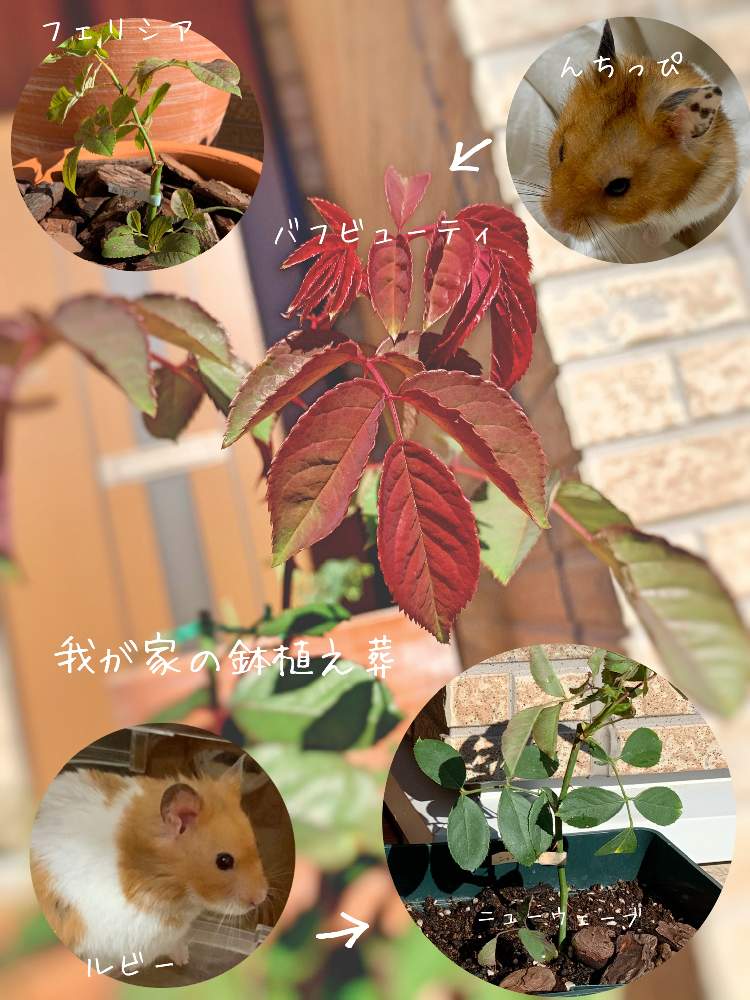 玄関の画像 by さば*さん | 玄関と薔薇フェリシアとありがとう❤️と鉢植え葬とno green no lifeとGSに感謝。とハムスターとバラ*ニューウェーブと花のある暮らしとバラ・ミニバラとロザリアン