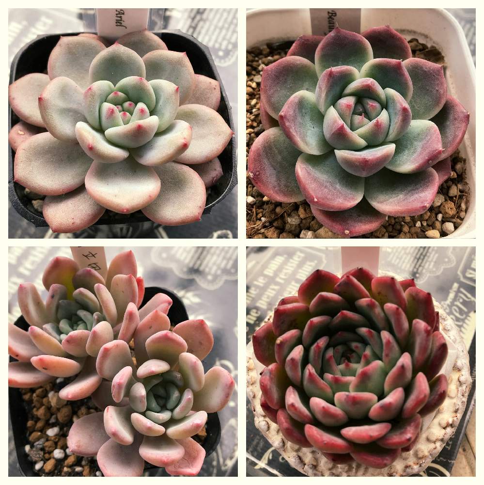 小さな庭の画像 by みりんさん | 小さな庭と京都タニラーとsocio succulentsともりもり多肉とno green no lifeと植中毒と多肉女子と韓国苗と京都と多肉多肉多肉
