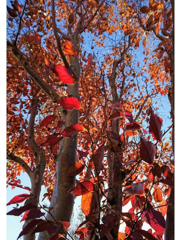 の画像 by のりりんの森さん | マイガーデンとキュンキュン乙女倶楽部と我が家のお庭の紅葉フォトコンと姫シャラの紅葉