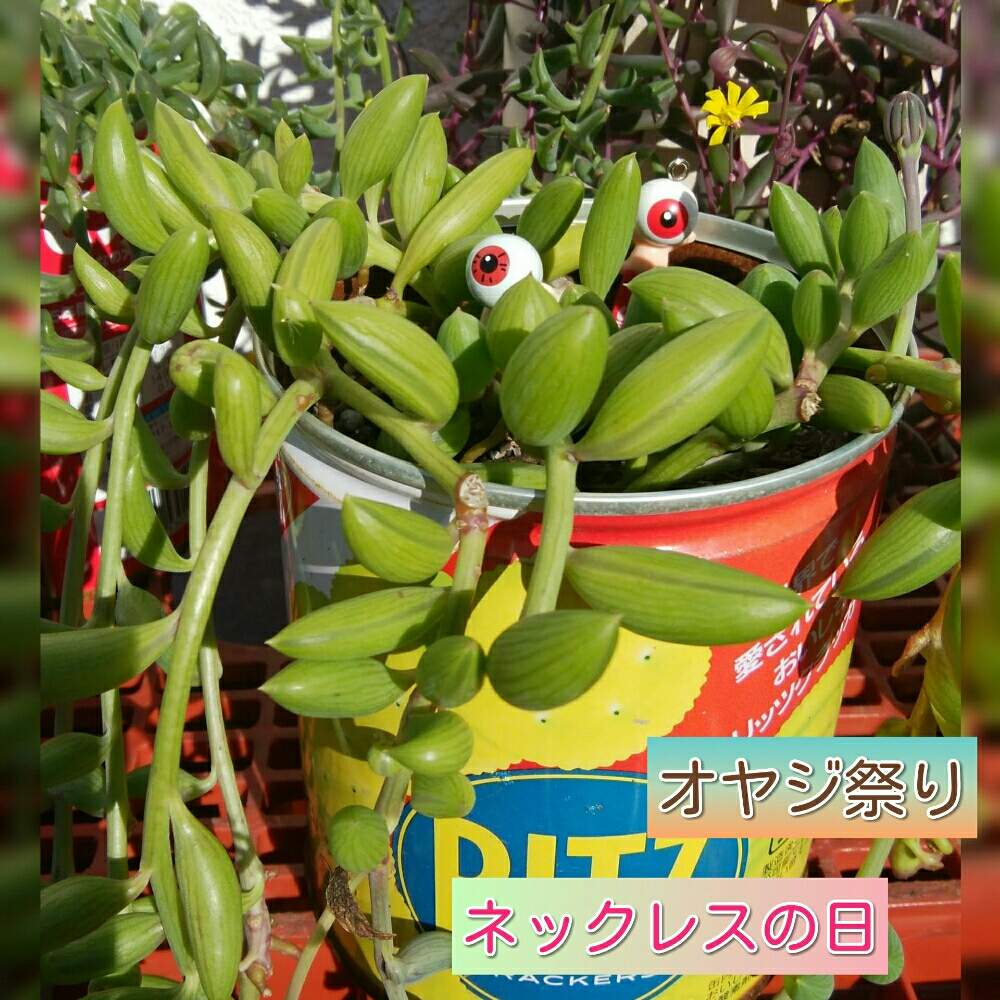 の画像 by みぃみぃ♪さん | 多肉ラボ©︎里親とリメンバーオヤジと多肉アーモンドネックレスと多肉ラボ©と大きくな〜れ!と❤️いいね、ありがとうとタニク初心者とネックレスの日