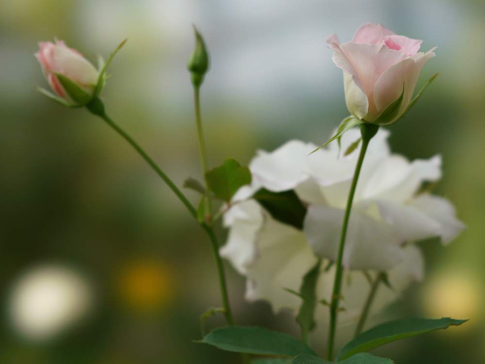 小さな庭の画像 by あおねこさん | 小さな庭とバラとバラ マチルダと薔薇愛同盟と『単焦点レンズ』フォトコン