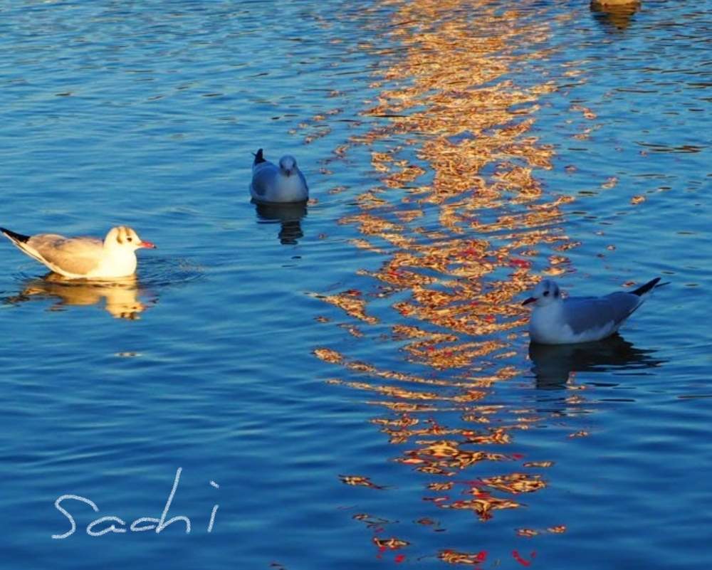 お出かけ先の画像 by sachiさん | お出かけ先とユリカモメ♡と残したい風景と水のある風景と紅葉(こうよう)と花のある暮らしと寄り道と鈴鹿・亀山と野鳥のいる景色