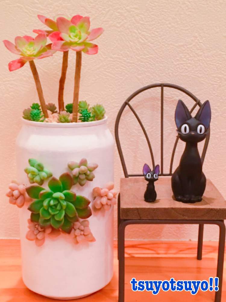 小さな庭の画像 by tsuyotsuyo!!さん | 小さな庭と薄化粧と多肉植物とミニ多肉と多肉植物 多肉の有るくらし
