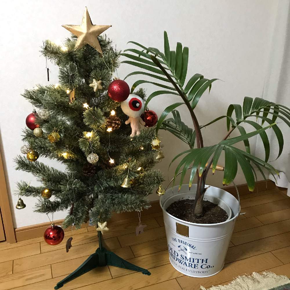 部屋の画像 by ktstmmさん | 部屋とトックリヤシとクリスマスツリーと目玉オヤジ集合とリメンバーオヤジ