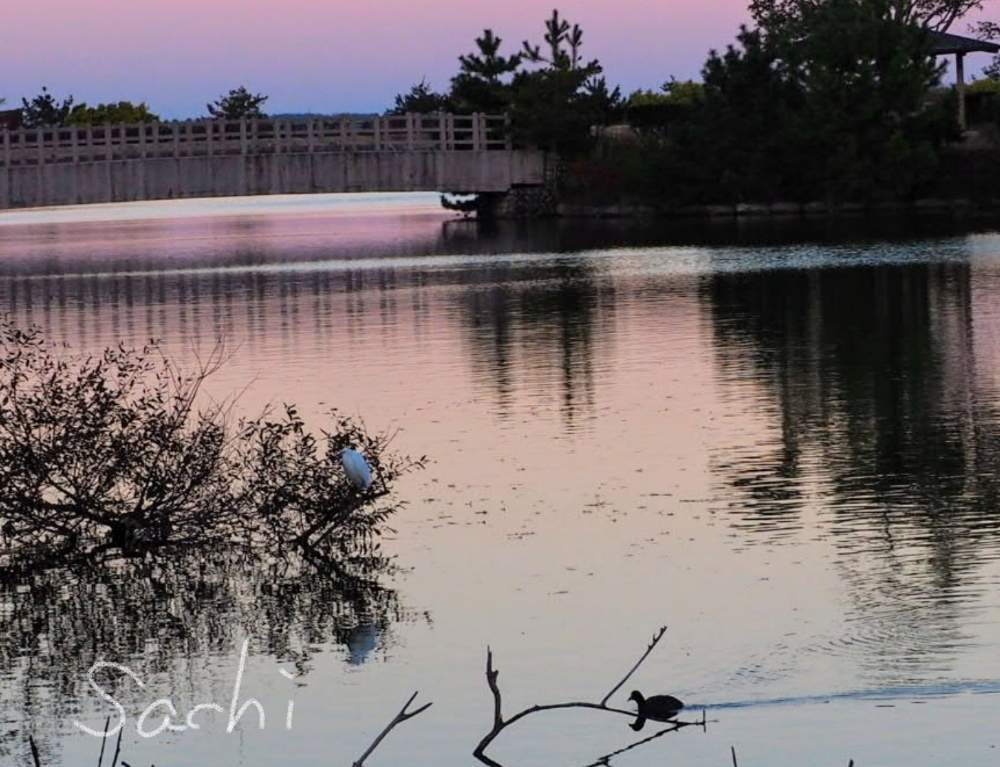 お出かけ先の画像 by sachiさん | お出かけ先と夕焼けと残したい風景と水のある風景と花のある暮らしと鈴鹿・亀山と野鳥のいる景色