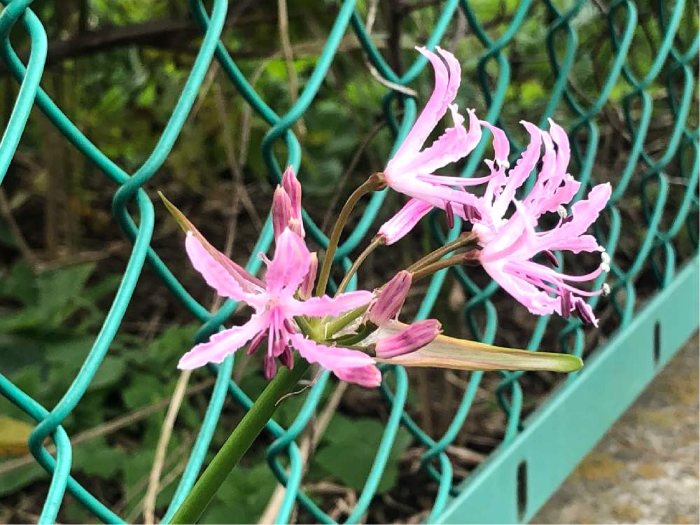 お出かけ先の画像 by **花ママ**さん | お出かけ先と今日も笑顔で♡と小さなしあわせ♡とキュンキュン乙女倶楽部と千葉県と@naturalと部員No248と柏市とお花が好き♡と可愛いと花のある暮らしとかわいいとかわいいな♡とネリネさん