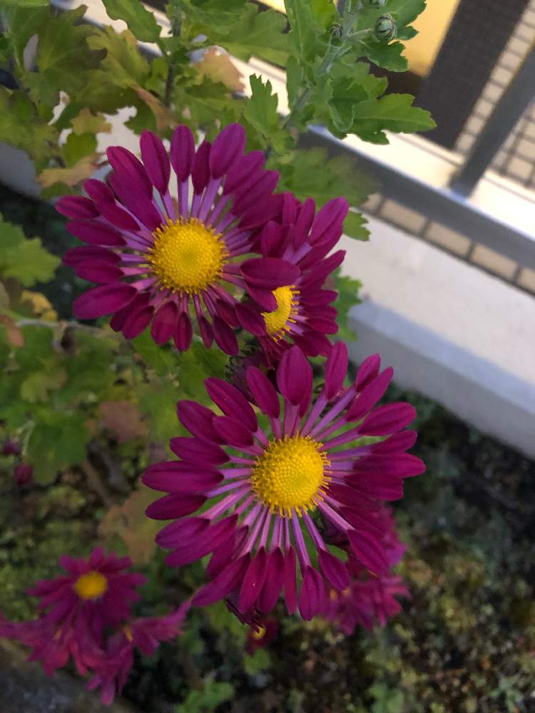 テラスの画像 by soraさん | テラスと風車菊と深まる秋と今年もありがとう♡と開花!とGS映えと植物に感謝と季節のお花と花のある暮らしとかわいいな♡と今年も咲きました❣️