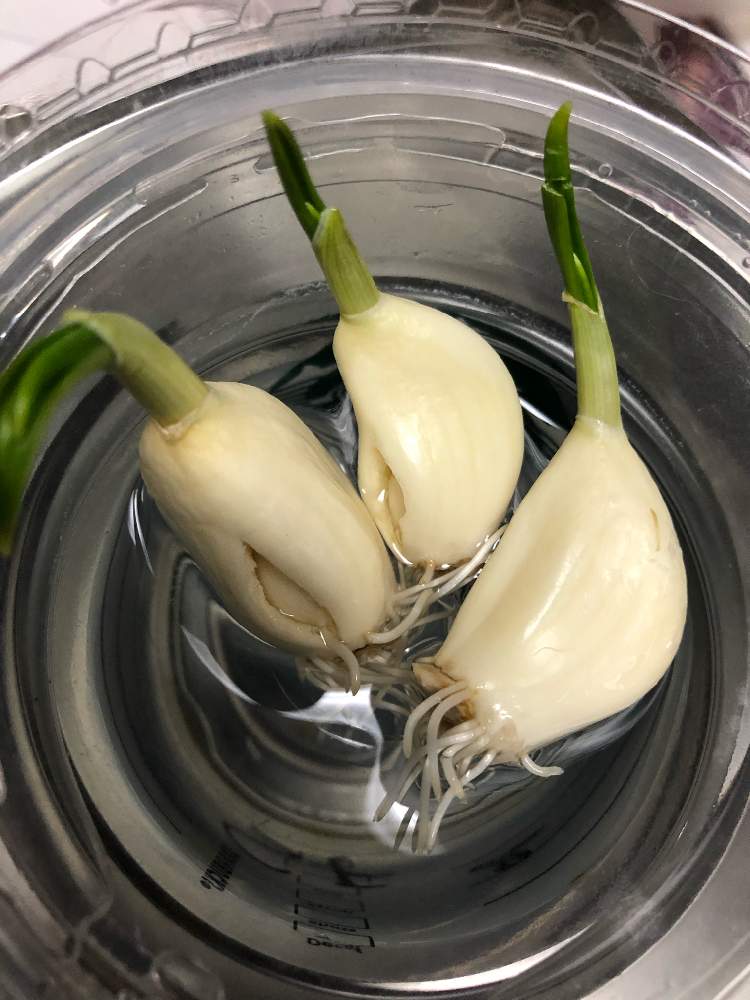 キッチンの画像 by ga-さん | キッチンとニンニクと風冷た〜い!と水栽培と寒いね〜とGreenが好きと今日の花と家庭菜園奮闘日記