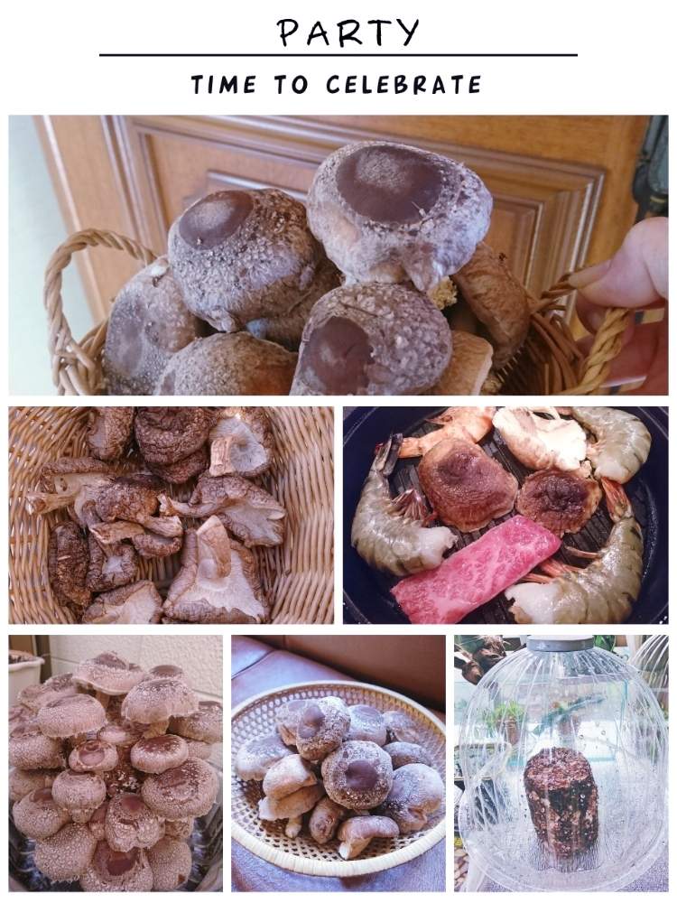 キッチンの画像 by たやさん | キッチンと椎茸と食卓と実験結果と報告とカインズのきのこ栽培セットと収穫と結果報告と試食ときのこ栽培キットともりのしいたけ農園と家庭菜園奮闘日記と菌床栽培とベランダーと椎茸栽培と半日陰のベランダ