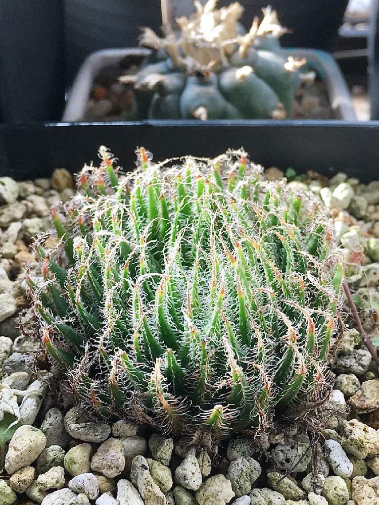 部屋の画像 by ぷっしぃさん | 部屋と多肉植物とレース系とアロエ科とハオルチア属とハオルシア属 とハオルチア ・アラネアと珍奇植物とハオルチア ・アラクノイデア
