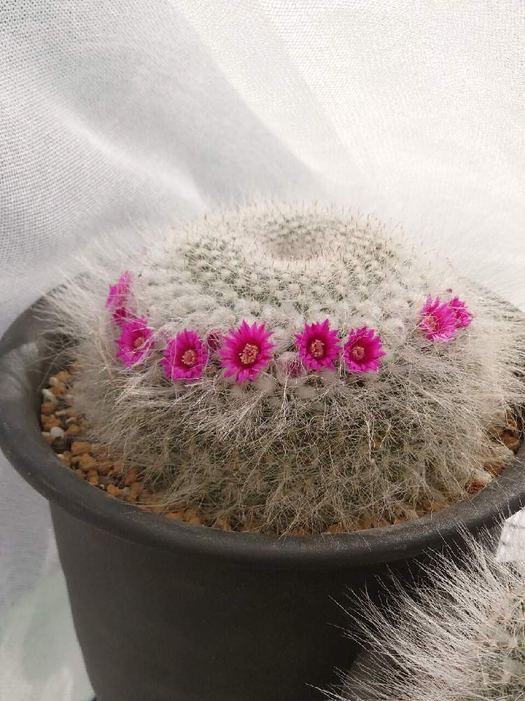 バルコニー/ベランダの画像 by ひらさん | バルコニー/ベランダとサボテンと玉翁とサボテン科とcactusと幸せ♡と赤花と毎日投稿とサボテン女子と無修正とサボテン☆と癒しとGS映えとGSのみなさんに感謝♡とサボテンのある暮らしと多肉植物とサボテンとマミラリア属とサボテン玉翁と花のある暮らしとサボテンの花と初めてと毎日癒されます