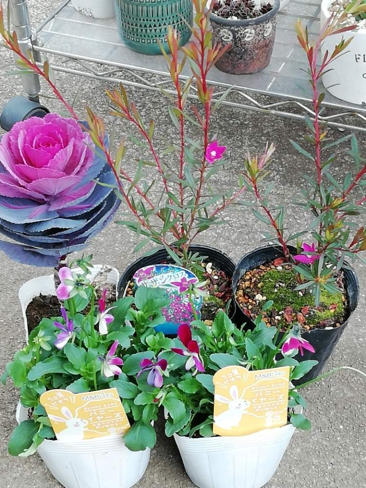 の画像 by かずまりさん | 安い!と寄せ植えにとマイガーデンと植中毒と今日の一枚と寒い!と花のある暮らしと晴れたらいいなとお花屋さん
