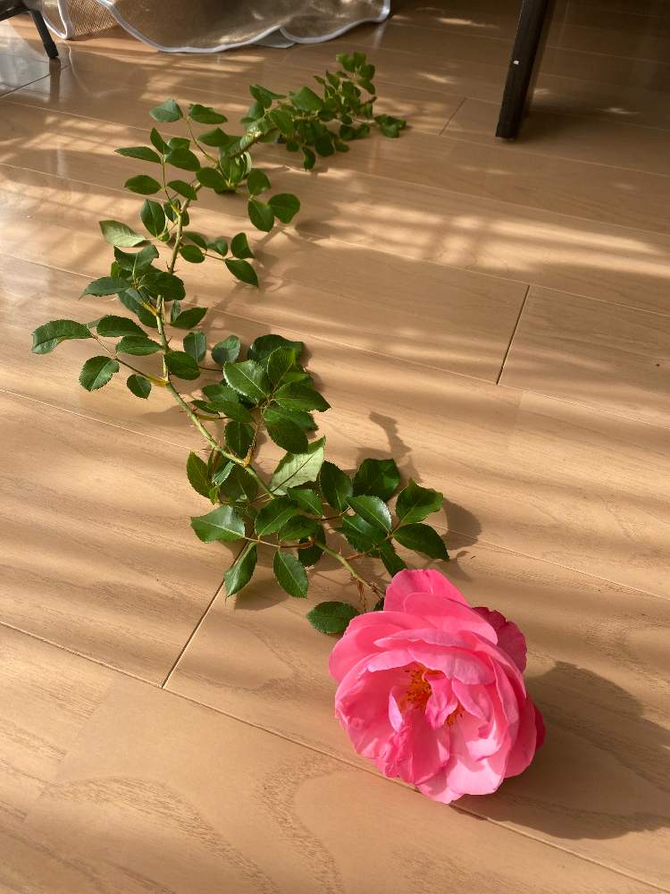 部屋の画像 by ☆Mayuka☆さん | 部屋とイヴピアッチェと秋バラとGSの皆さまに感謝♡とばら バラ 薔薇と薔薇愛同盟とありがとう❤️と強剪定と栄養たっぷりとお花愛がとまらないと冬越し準備と薔薇が好き❤と可愛い〜♡としあわせ♡と自然界から贈りもの♪と花のある暮らしと薔薇♪とバラ・ミニバラとバラを楽しむとlove plantsと植物に癒されてと植物愛
