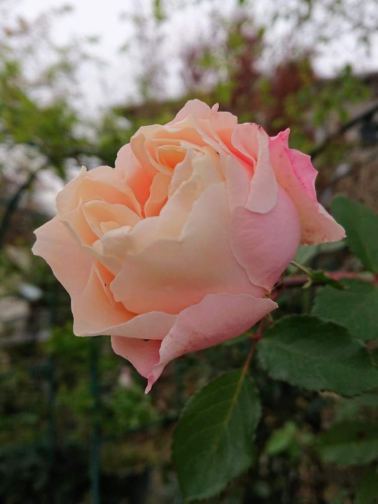 の画像 by のりりんの森さん | キュンキュン乙女倶楽部と薔薇愛同盟と可愛いお花*とマイガーデンとダフネ薔薇