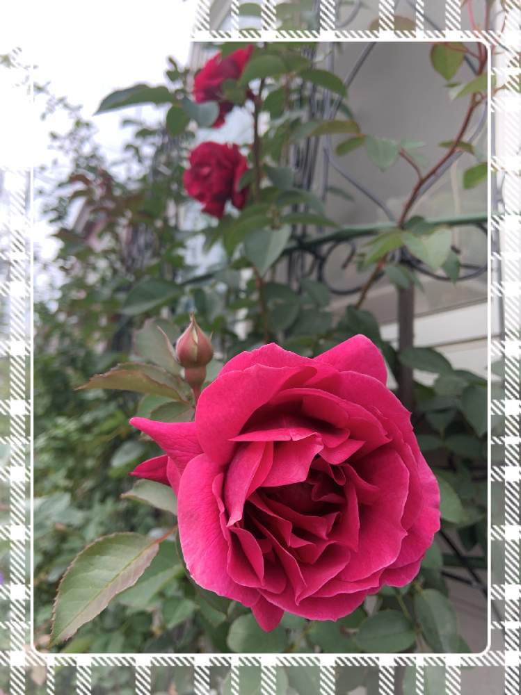 小さな庭の画像 by くろもみじさん | 小さな庭とオデュッセイアといいかおりと幸せとばら バラ 薔薇と薔薇愛同盟とつるバラとバラの蕾と全部GSのせいだといい香りと小さな小さな庭と花のある暮らしとロサオリエンティスとばら 薔薇 バラと三種の神器とオベリスク仕立てとバラのつぼみと薔薇の花