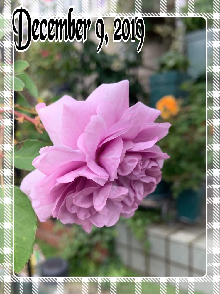 小さな庭の画像 by くろもみじさん | 小さな庭とレイニーブルーと幸せとばら バラ 薔薇と薔薇愛同盟とつるバラとバラの蕾と青薔薇と全部GSのせいだと小さな小さな庭と花のある暮らしとばら 薔薇 バラと三種の神器とオベリスク仕立てとバラのつぼみと薔薇の花