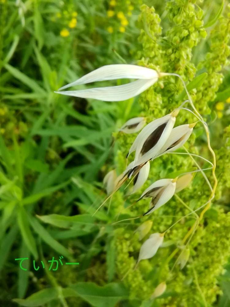 お出かけ先の画像 by ティガーさん | お出かけ先とカラスムギと烏麦と・・・の種と小さなお花が好きと変わった形が好きと接写が好きと植物好きと実も美しいと花のある暮らし