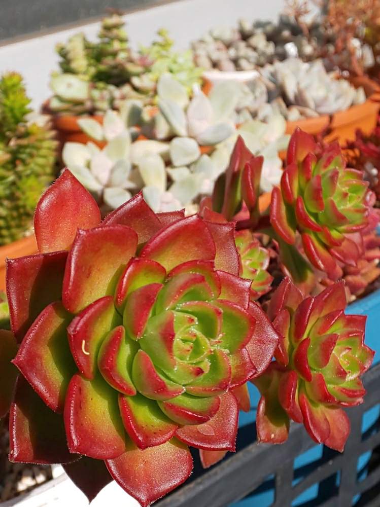 棚の画像 by たっちんさん | 棚とレティジアと多肉植物とセデベリア属とたっちんの備忘録と別名同種の多肉さんと多肉のある暮らしと多肉ラボ©と我が家のお庭の紅葉フォトコンとたっちんのレティジアと花のある暮らしと多肉ラボ©お題