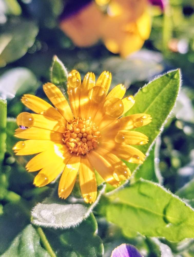小さな庭の画像 by tommyさん | 小さな庭とカレンデュラとキンセンカ(カレンデュラ)と寄せ植えと黄色の花と小庭と狭い庭