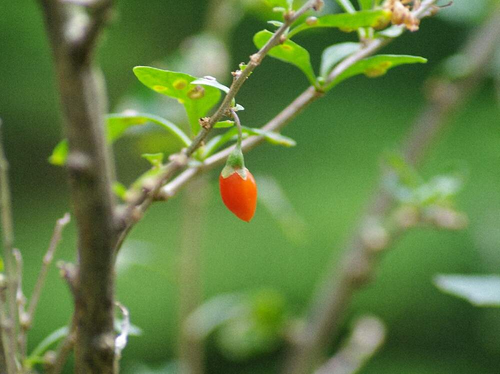 お出かけ先の画像 by のんちゃんさん | お出かけ先とクコと植物園と★ 食べて遠くへ運んでシリーズ