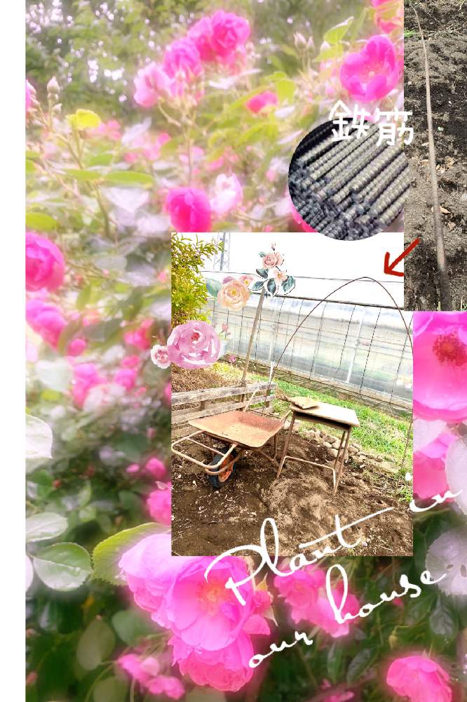 畑の画像 by kane flowerさん | 畑と花のある暮らしと家庭菜園奮闘日記