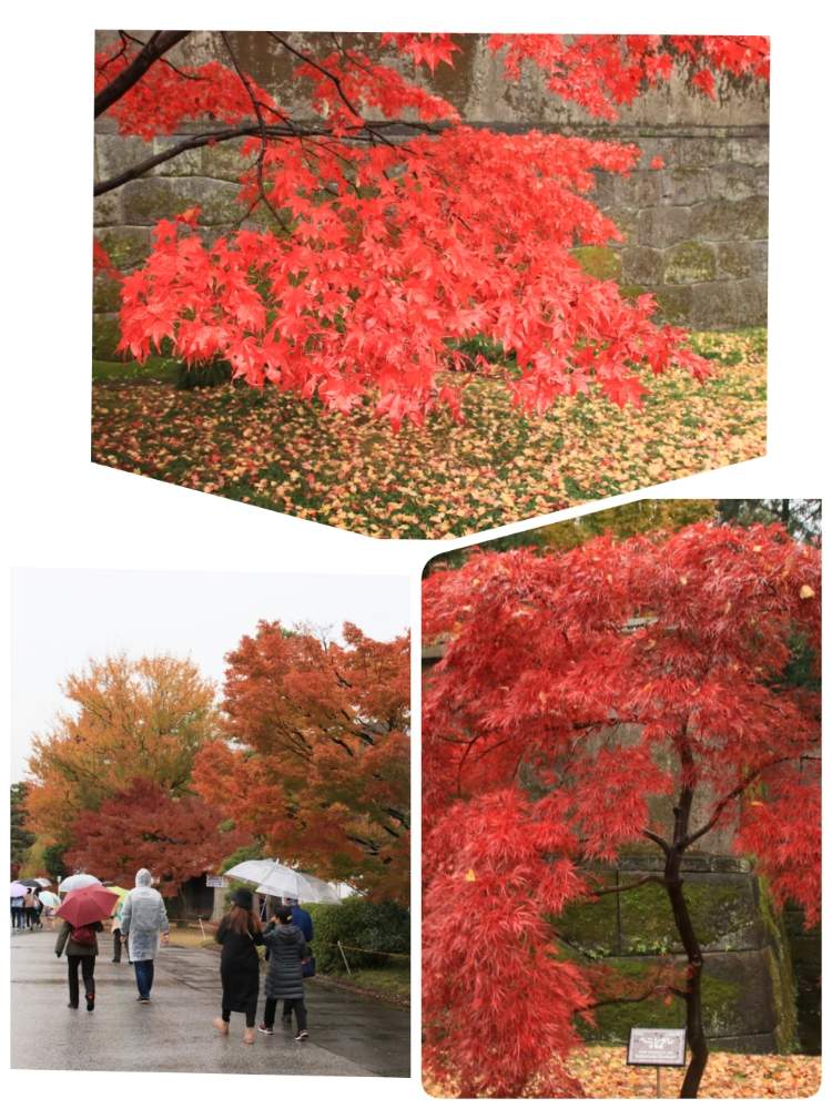 お出かけ先の画像 by やまちゃん~旅~さん | お出かけ先と紅シダレ。と皇居乾通り一般公開