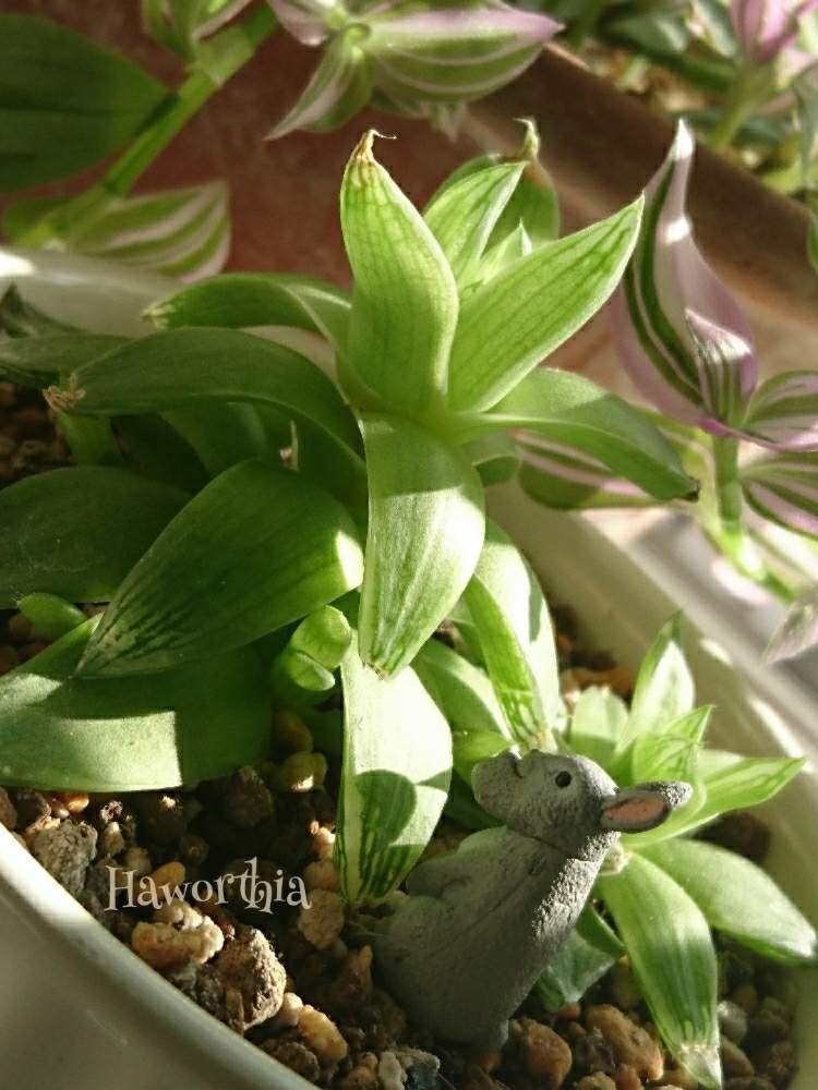 窓辺の画像 by シエラさん | 窓辺とハオルチアと多肉植物と観葉植物と緑のある暮らしとひやみかち首里城!