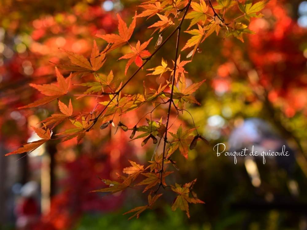 お出かけ先の画像 by quicoule❁*゚さん | お出かけ先と紅葉とquicoule's photoとありがとう❤️と散歩とお花が好き♡としあわせ♡と素敵な出会いに感謝と花のある暮らしとBouquet de quicouleと優しい時間