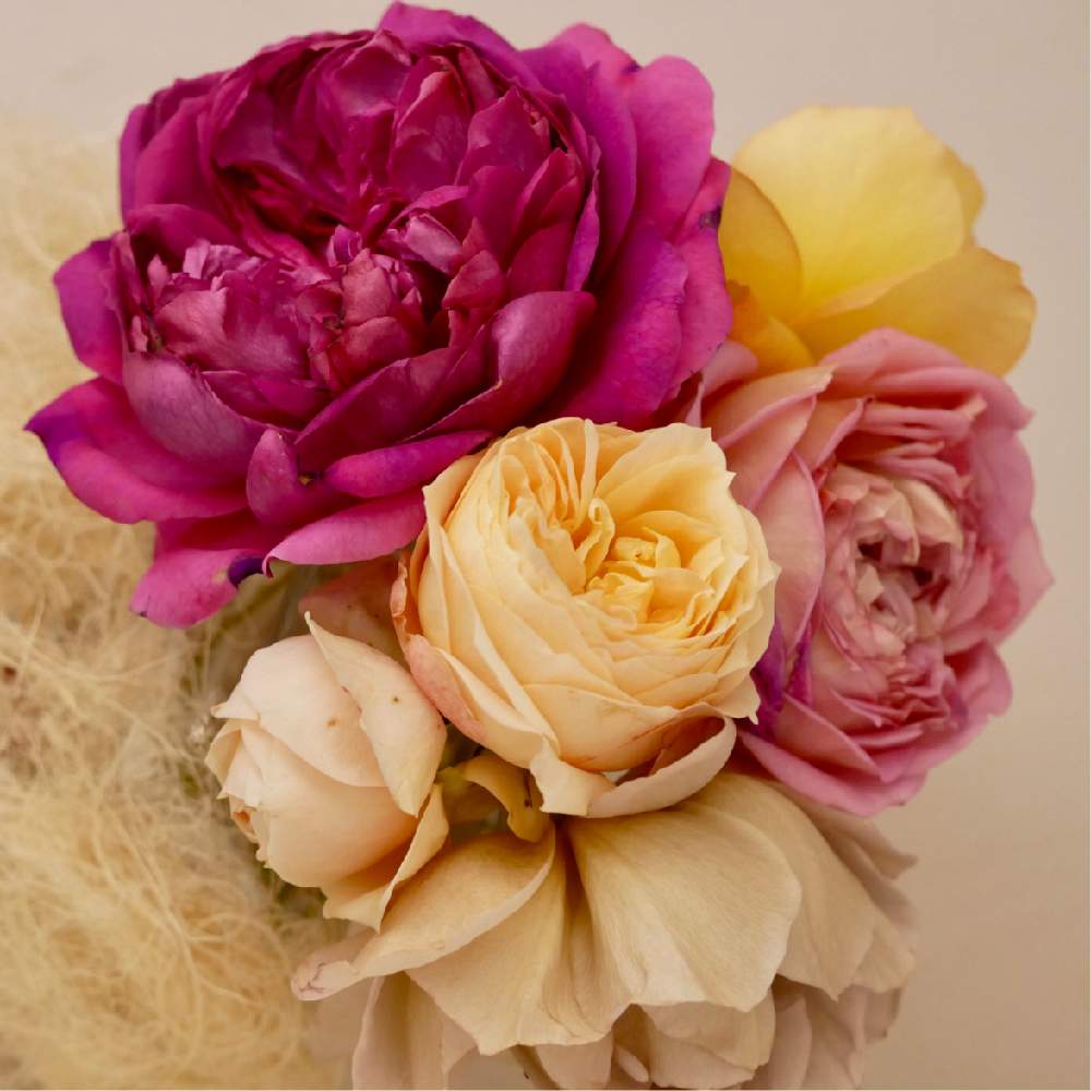 部屋の画像 by kiraraさん | 部屋とバラと薔薇とばらとばら バラ 薔薇と薔薇愛同盟と薔薇に魅せられてと薔薇のある暮らし♡とバラ 鉢植えと癒されるとガーデニングと花のある暮らしと薔薇♪と切り花