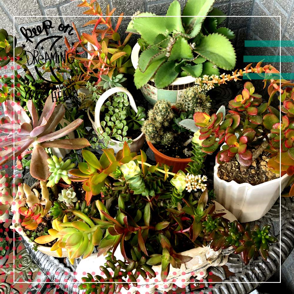 の画像 by 世津ちゃんさん | 多肉植物と自宅にてといなべ市