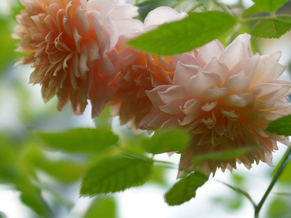 小さな庭の画像 by あおねこさん | 小さな庭とバラとバラ グレイスと薔薇愛同盟と『単焦点レンズ』フォトコン