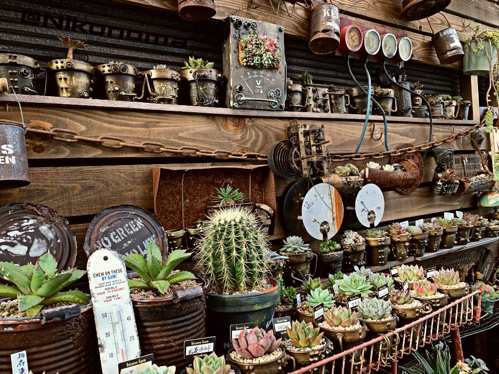 アプローチの画像 by Nomachanさん | アプローチと多肉植物と繋がりに感謝と大好きな場所とJUNK Gardenと少しでも笑顔になってもらえますようにとjyudy's美苗と笑顔の源と癒し空間とみんな同じ空の下と多肉女子と錆錆とSabijyoとご縁に感謝とDIYとスチパン鉢と植物が映えるものを作り隊とサビじょとインダストリアルとbizarre美苗とあの娘にも届け
