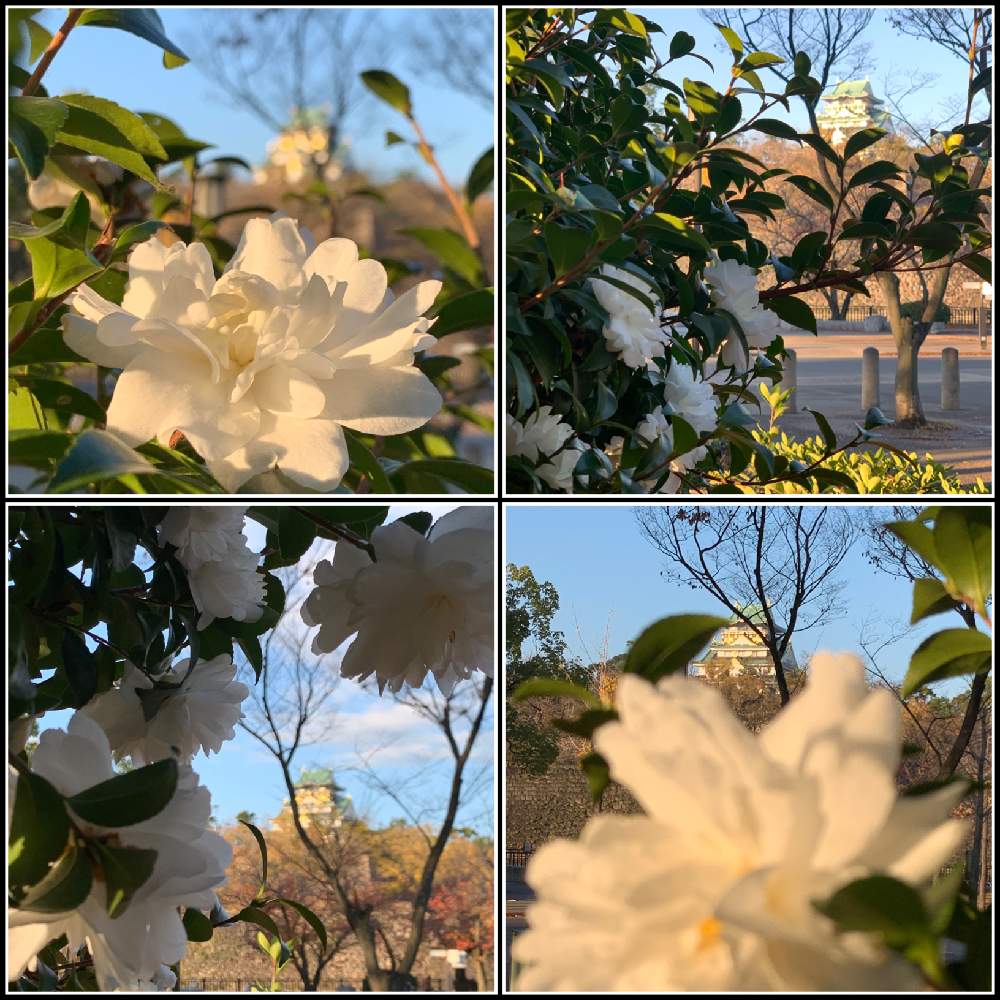 お出かけ先の画像 by Okavangoさん | お出かけ先と山茶花と冬・OSAKAと通勤快足と白・しろ・ホワイトと毎度!おおさかと青・スカイブルーと大坂城とThis morning!