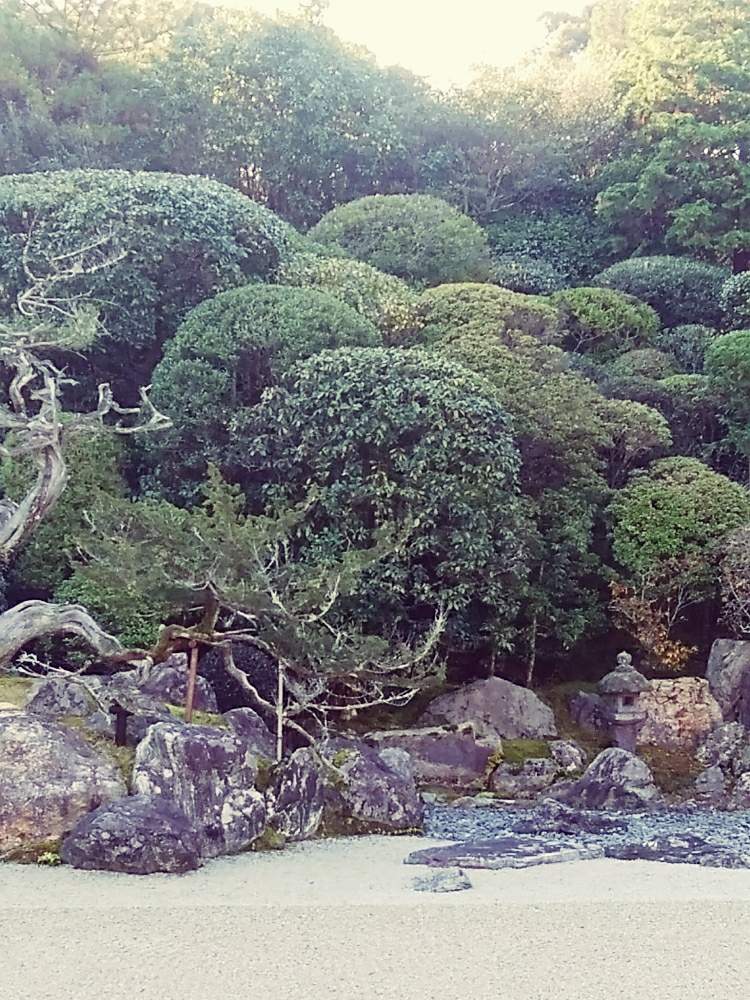 お出かけ先の画像 by ちゃあちゃんさん | お出かけ先と箱根と赤穂と八ヶ岳山麓と沖縄とマングローブ林と清里と京都とガジュマル♪とトックリキワタノキ