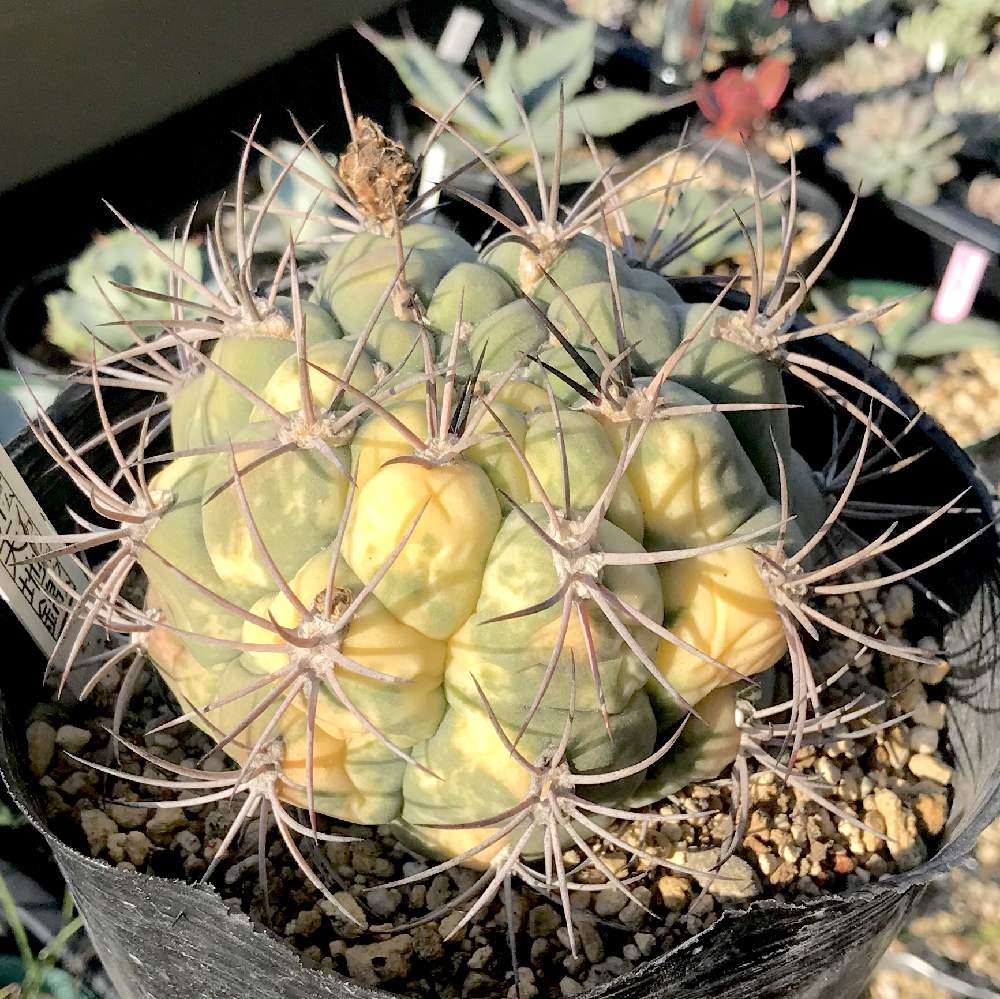 バルコニー/ベランダの画像 by たねさん | バルコニー/ベランダと新天地錦とGymnocalycium saglionisと多肉植物とサボテン科と福岡とギムノカリキウム属とたねんちのサボとGymnocalyciumとたねんちの錦と斑入り。