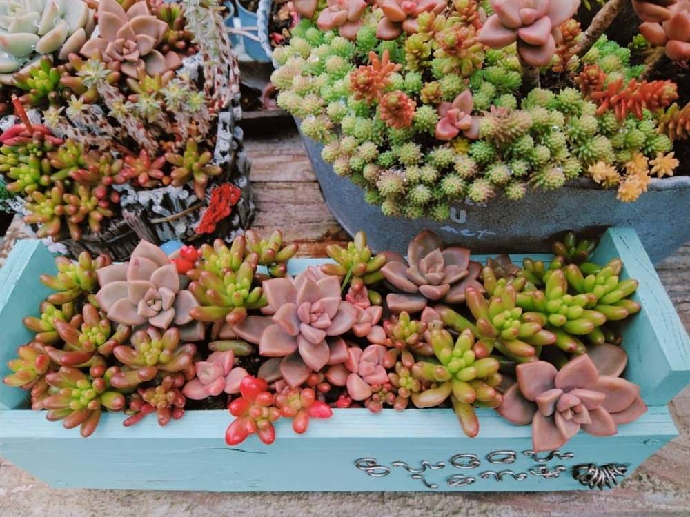 広い庭の画像 by smilehappynaturalさん | 広い庭と多肉植物と北部九州多肉の会とGS映えとナチュラルガーデンとGS日和とno green no lifeと緑のある暮らしとnaturalgardenと多肉好きな人と繋がりたいと多肉女子と我が家のお庭の紅葉フォトコンと庭のある暮らしとF29会とタニラーとjunkgardenとガーデニングと花のある暮らしと多肉寄せ植え